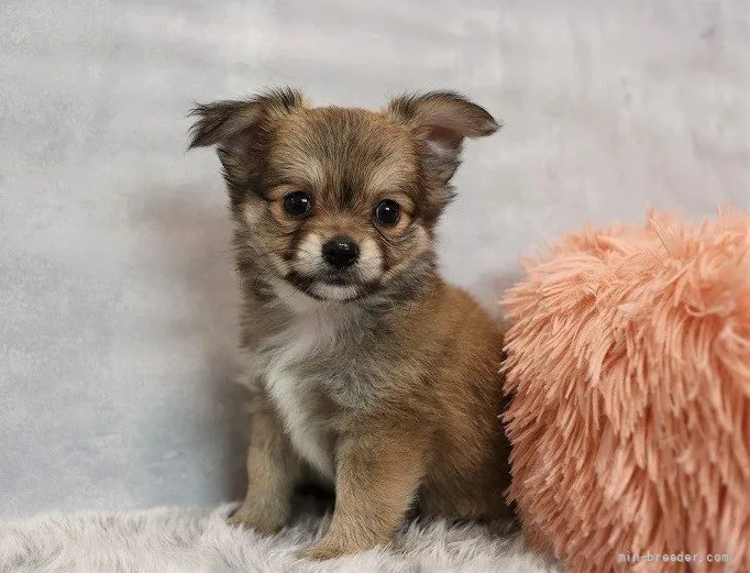 ID:2108-03094の子犬