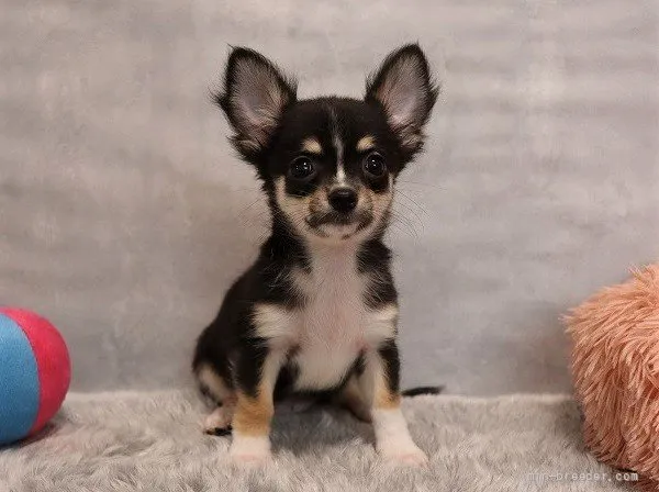 ID：2109-02517の子犬