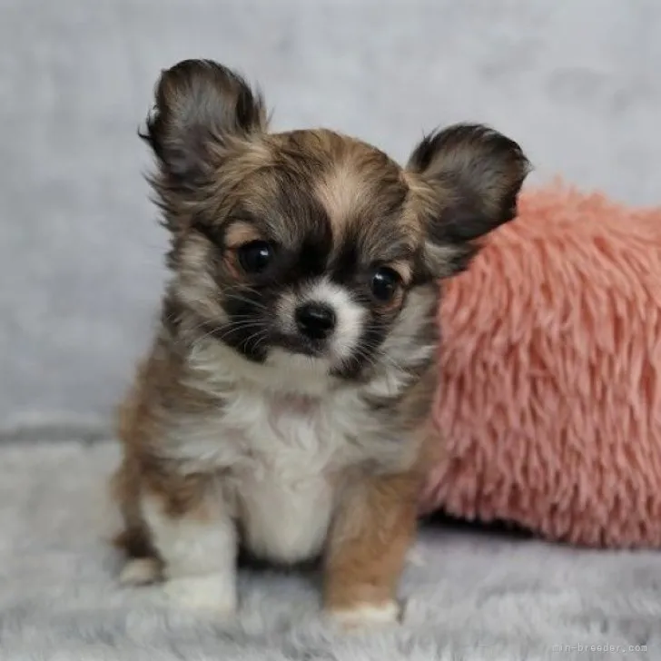 ID：2303-04931の子犬