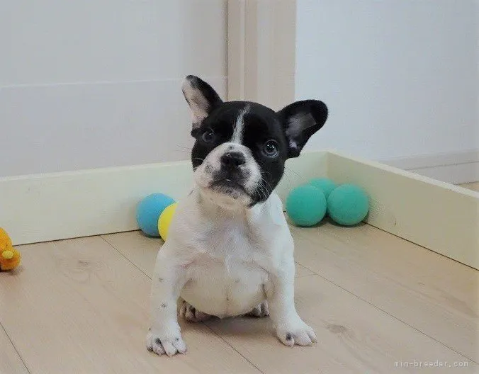三浦弘輝 様のお迎えした子犬