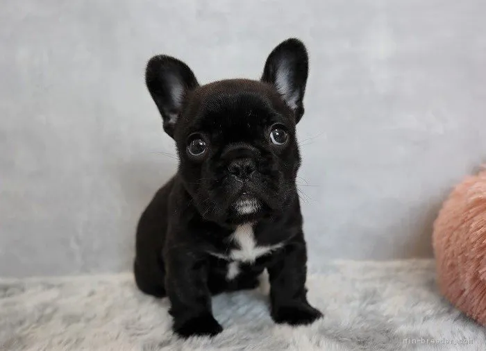 ID：2104-01915の子犬