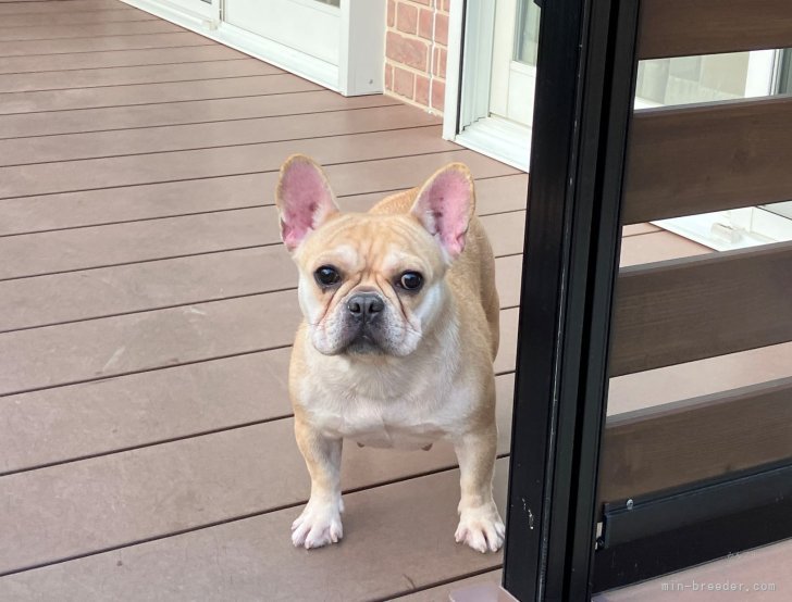 フレンチブルドッグ【・女の子・2023年6月10日・フォーン】