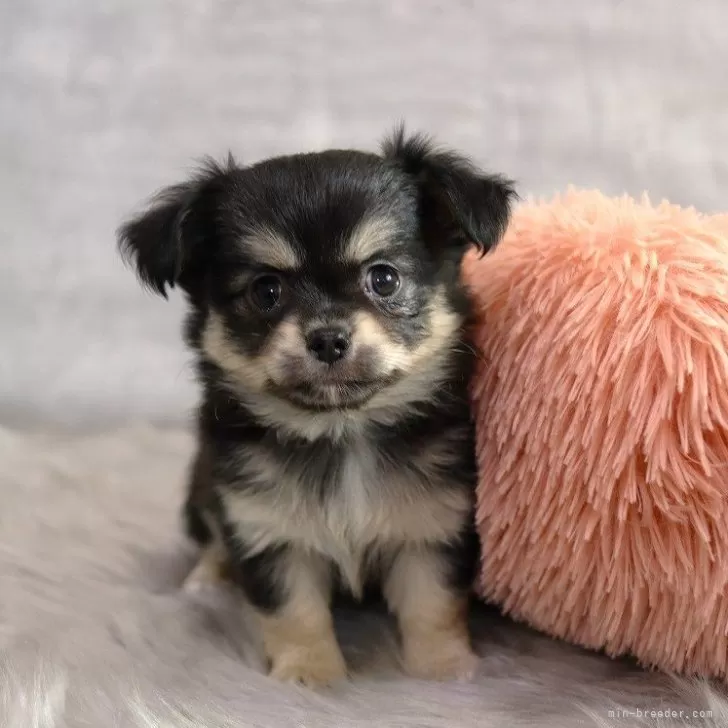 ID：2402-05157の子犬
