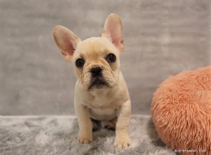 ID：2111-03973の子犬