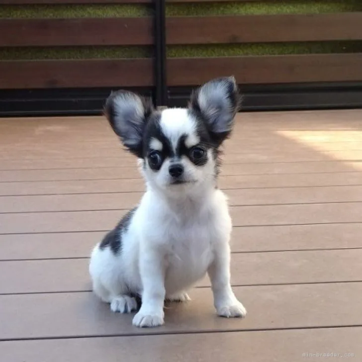 Y.H 様のお迎えした子犬