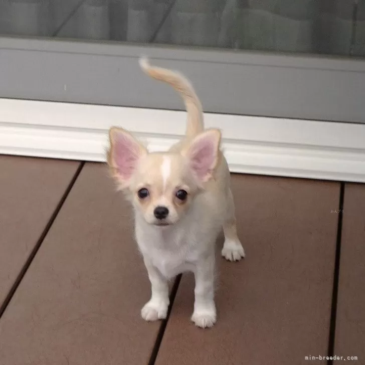 るりやなぎ 様のお迎えした子犬