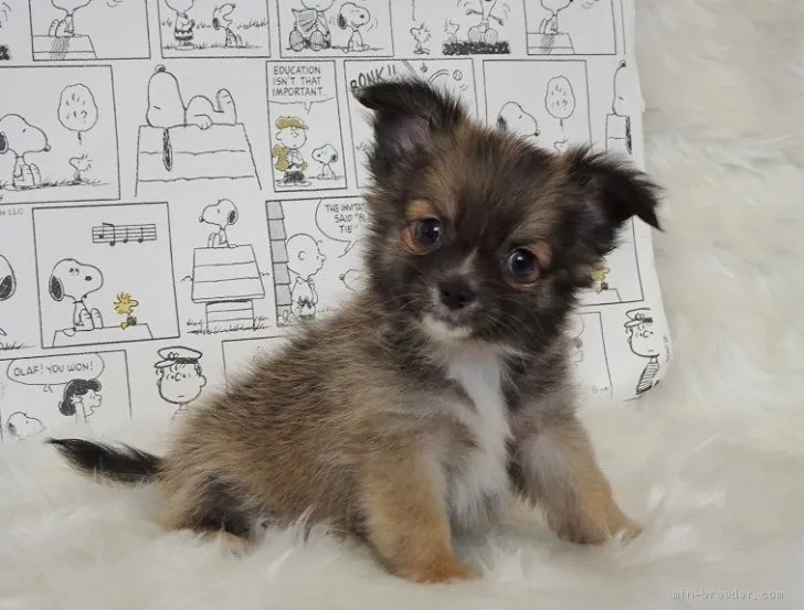 ID：1908-02880の子犬