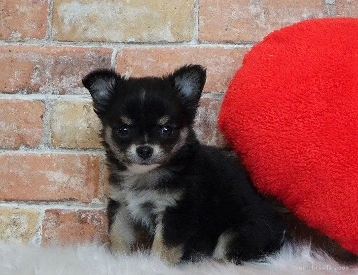 N.Ｉ 様のお迎えした子犬