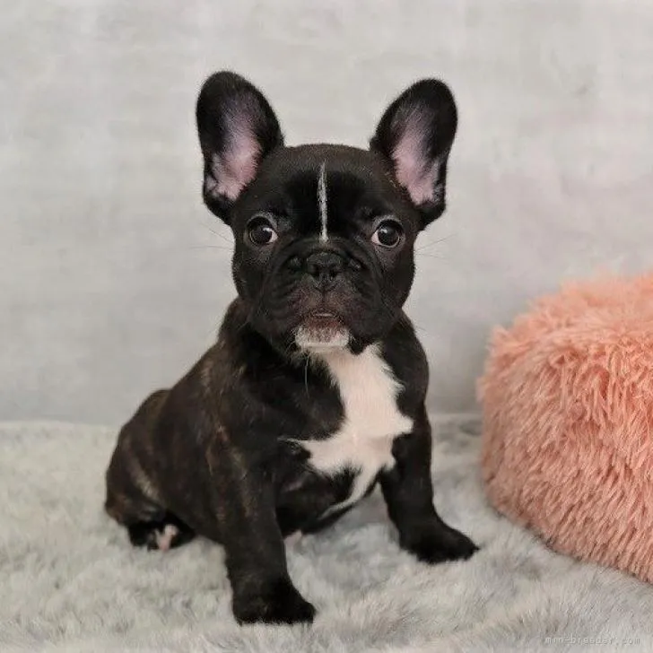 ID：2212-02140の子犬