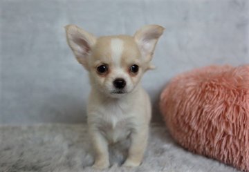 チワワ(ロング)【岡山県・女の子・2022年2月28日・クリーム】の写真「「チワワのいる生活」」