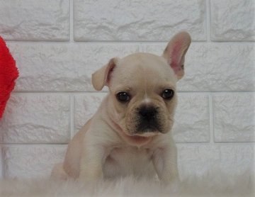 フレンチブルドッグ【岡山県・男の子・2020年4月25日・クリーム】の写真「「フレンチブルドッグのいる生活」」