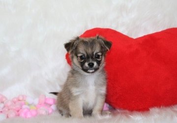 チワワ(ロング)【岡山県・男の子・2017年11月16日・レッド&セーブル】の写真「We Love♡Chihuahua」