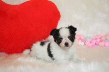 チワワ(ロング)【岡山県・女の子・2017年11月30日・ホワイト&ブラックタン】の写真「We Love♡Chihuahua」