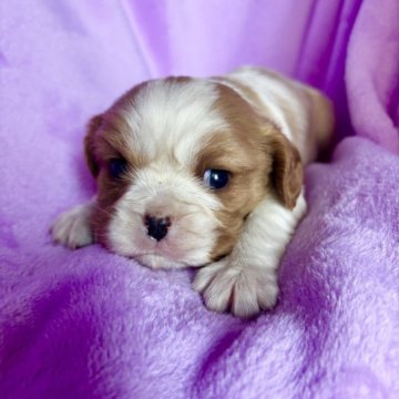 キャバリア【茨城県・女の子・2025年11月16日・ブレンハイム】の写真「おっとりな女の子👧」