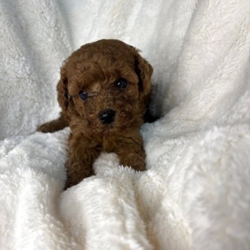 コッカプー×プードル【茨城県・女の子・2025年9月21日・レッド】の写真「おチビなピンクちゃん😄」