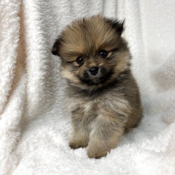 ポメラニアン【茨城県・男の子・2025年10月1日・オレンジセーブル】の写真「甘えん坊な男の子👦」