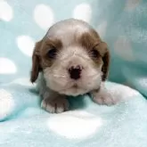 キャバリア【茨城県・女の子・2025年11月4日・ブレンハイム】の写真1