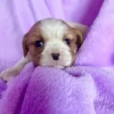 キャバリア【茨城県・女の子・2025年11月16日・ブレンハイム】の写真3