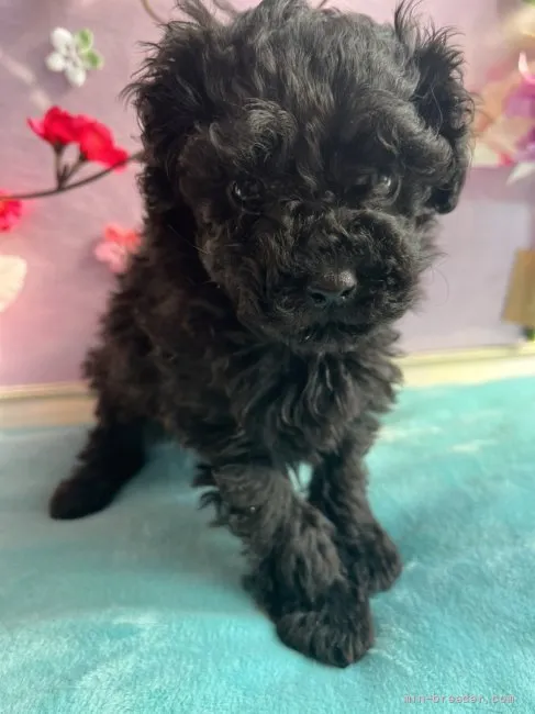 ID：2201-02472の子犬