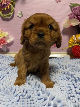 キャバリア【茨城県・男の子・2021年12月4日・ルビー】の写真「わんぱくな男の子^ ^」