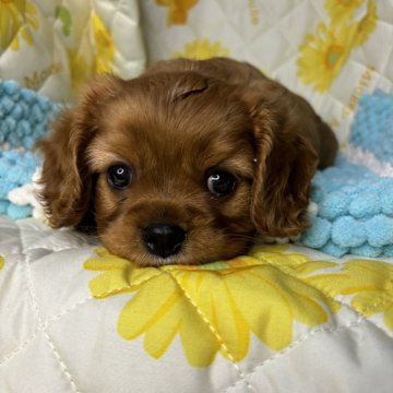 キャバリア【茨城県・男の子・2024年4月29日・ルビー】の写真「わんぱくな男の子^ - ^」