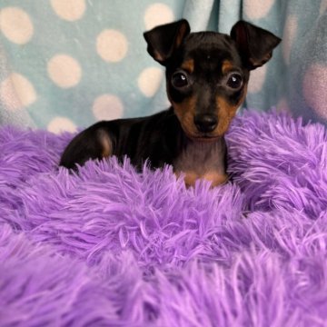 ミニチュアピンシャー【茨城県・女の子・2024年2月22日・ブラック&タン】の写真「ママにベッタリな黄緑ちゃん^_^」