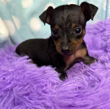 ミニチュアピンシャー【茨城県・女の子・2024年2月22日・ブラック&タン】の写真「おチビなピンクちゃん^_^」