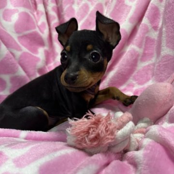 ミニチュアピンシャー【茨城県・女の子・2023年12月4日・ブラックタン】の写真「おチビなプリンセス^ - ^」