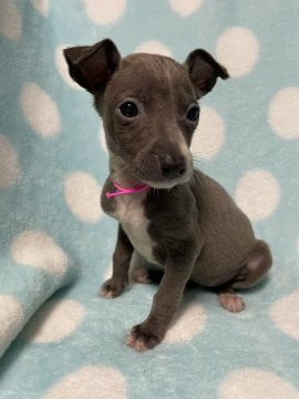 イタリアングレーハウンド【茨城県・女の子・2021年7月5日・ブルー&ホワイト】の写真「おてんばなピンクちゃん^ ^」