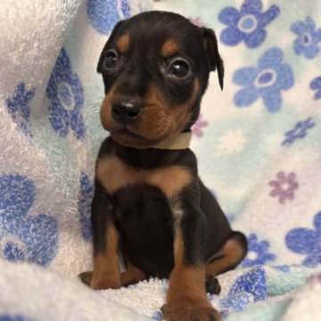 ミニチュアピンシャー【茨城県・男の子・2024年6月9日・ブラック&タン】の写真「おチビなベージュくん^ - ^」