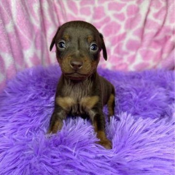 ミニチュアピンシャー【茨城県・男の子・2024年2月22日・チョコレート&タン】の写真「兄妹で唯一の男の子^ - ^」