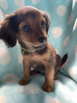 チワワ×ダックス【茨城県・男の子・2021年7月3日・レッド】の写真「おっとりな黄色君^ ^」