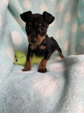 ミニチュアピンシャー【茨城県・女の子・2021年10月3日・ブラックタン】の写真「甘えん坊な次女^ ^」