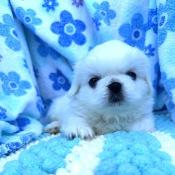 ペキニーズ【茨城県・女の子・2024年7月4日・ホワイト】の写真「可愛い女の子^ - ^キイロちゃん⭐︎」