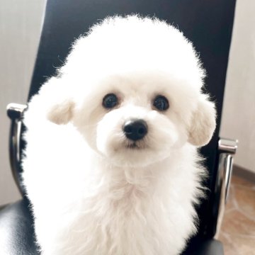 トイプードル(タイニー)【石川県・男の子・2025年7月7日・ホワイト】の写真「涙やけのない綺麗なお顔の男の子です💕」