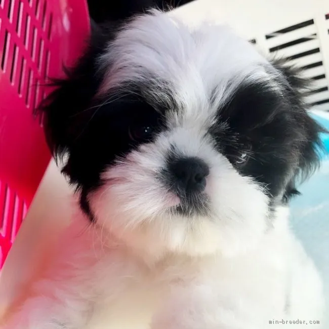 ID:1904-02340の子犬