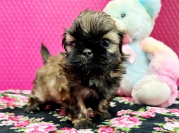 シーズー【石川県・男の子・2022年2月3日・ゴールド】の写真「とってもかわいい♥泥棒フェイス君♥」
