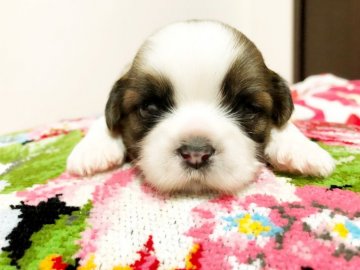 シーズー【石川県・男の子・2019年1月8日・ホワイト&ゴールド】の写真「おめめまんまる〜(^^)v」