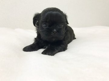 シーズー【石川県・女の子・2016年11月4日・ブラック】の写真「こぶりちゃん〜キュートな女の子(^^)v」