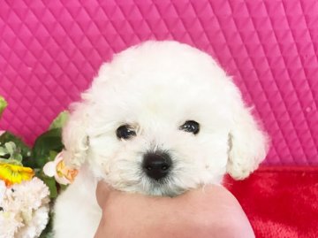 トイプードル(ティーカップ)【石川県・男の子・2017年9月11日・ホワイト】の写真「もっこもこでちっちゃなボク(*´˘`*)」