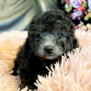 トイプードル(タイニー)【石川県・男の子・2023年1月5日・シルバー】の写真「まん丸オメメが可愛い男の子❤️」