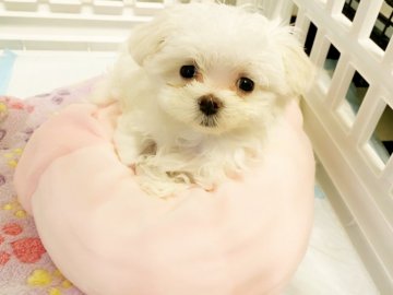 マルチーズ【石川県・女の子・2021年9月2日・ホワイト】の写真「小ぶりでキュートな女の子^^」