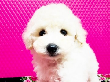 トイプードル(タイニー)【石川県・男の子・2020年6月26日・ホワイト】の写真「優しいお顔のボク(*˘︶˘*)」
