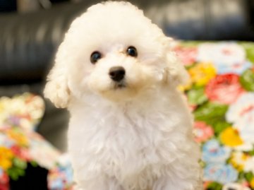 トイプードル(タイニー)【石川県・男の子・2019年8月20日・ホワイト】の写真「おめめまん丸ホワイト王子⭐️」