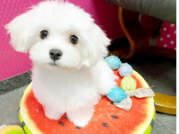 マルチーズ【石川県・男の子・2019年11月8日・ホワイト】の写真「とってもラブリーな男の子❤️」