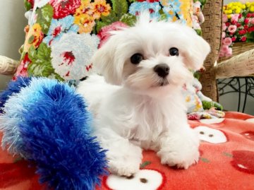 マルチーズ【石川県・男の子・2019年11月8日・ホワイト】の写真「とっても小さな男の子❤️」