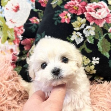 マルプー(トイプードル×マルチーズ)【石川県・女の子・2023年10月17日・クリーム】の写真「くりっくりな瞳の女の子❤️」