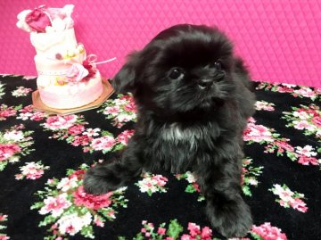 シーズー【石川県・女の子・2018年1月10日・ブラック】の写真「小振りでキュートなブラックちゃん♪」