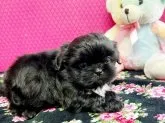 シーズー【石川県・女の子・2022年2月3日・ブラック】の写真2