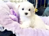 マルチーズ【石川県・男の子・2024年6月6日・ホワイト】の写真2